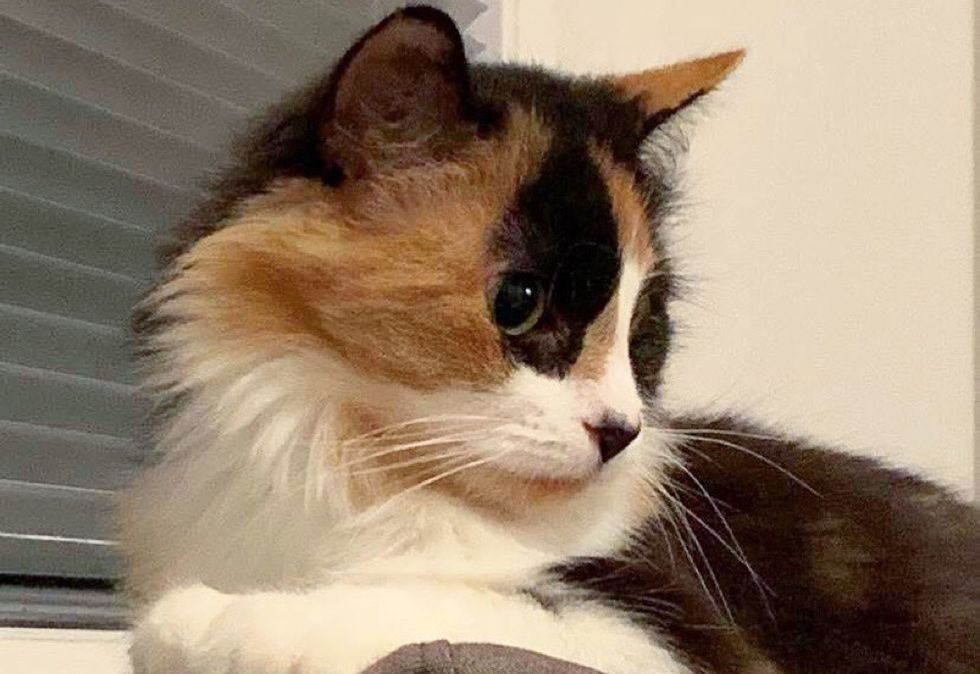 beautiful cat, calico