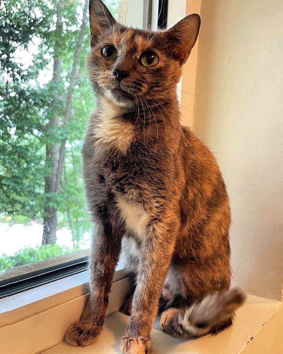 beautiful cat cherry