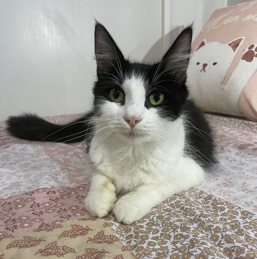 beautiful cat fluffy