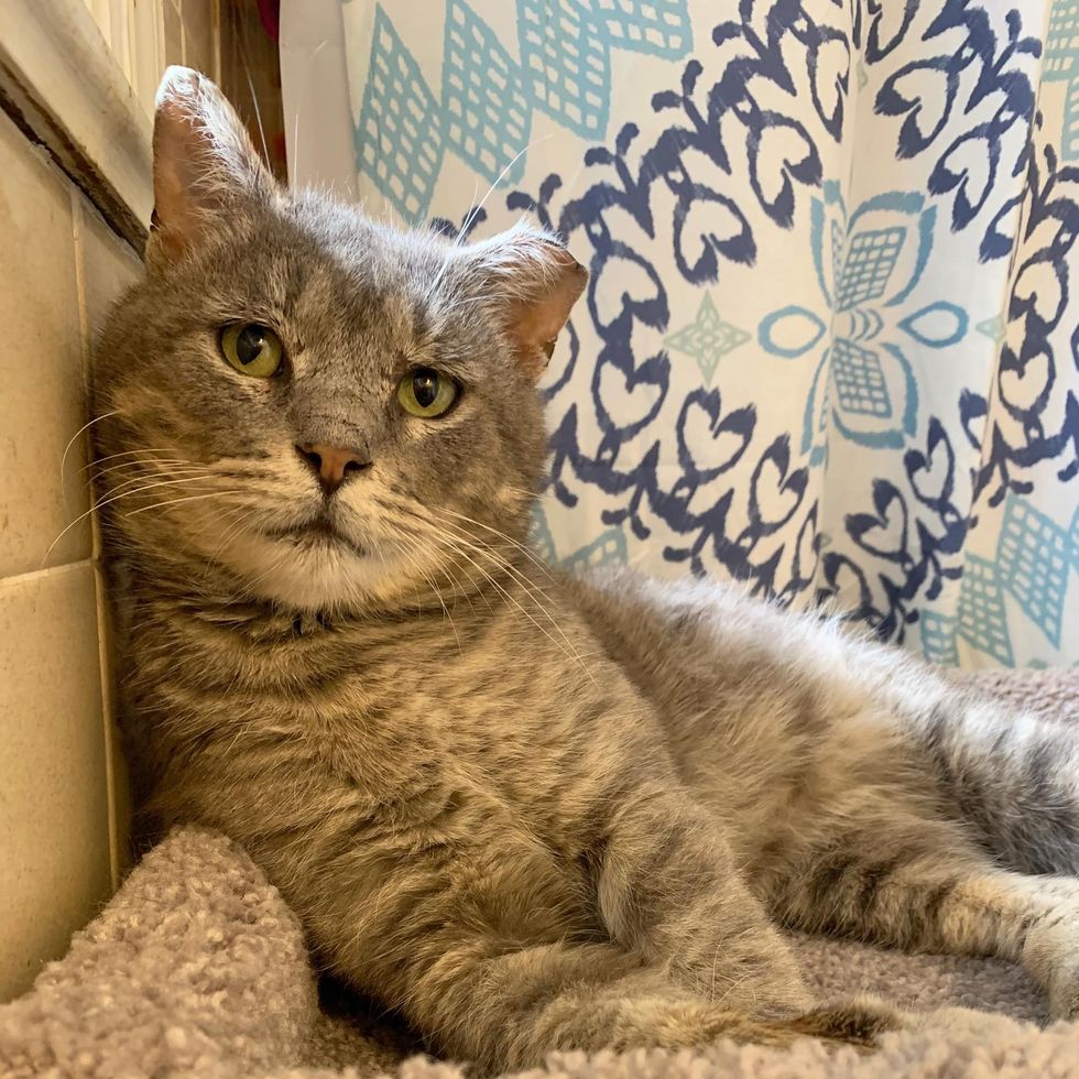 beautiful cat stray chester