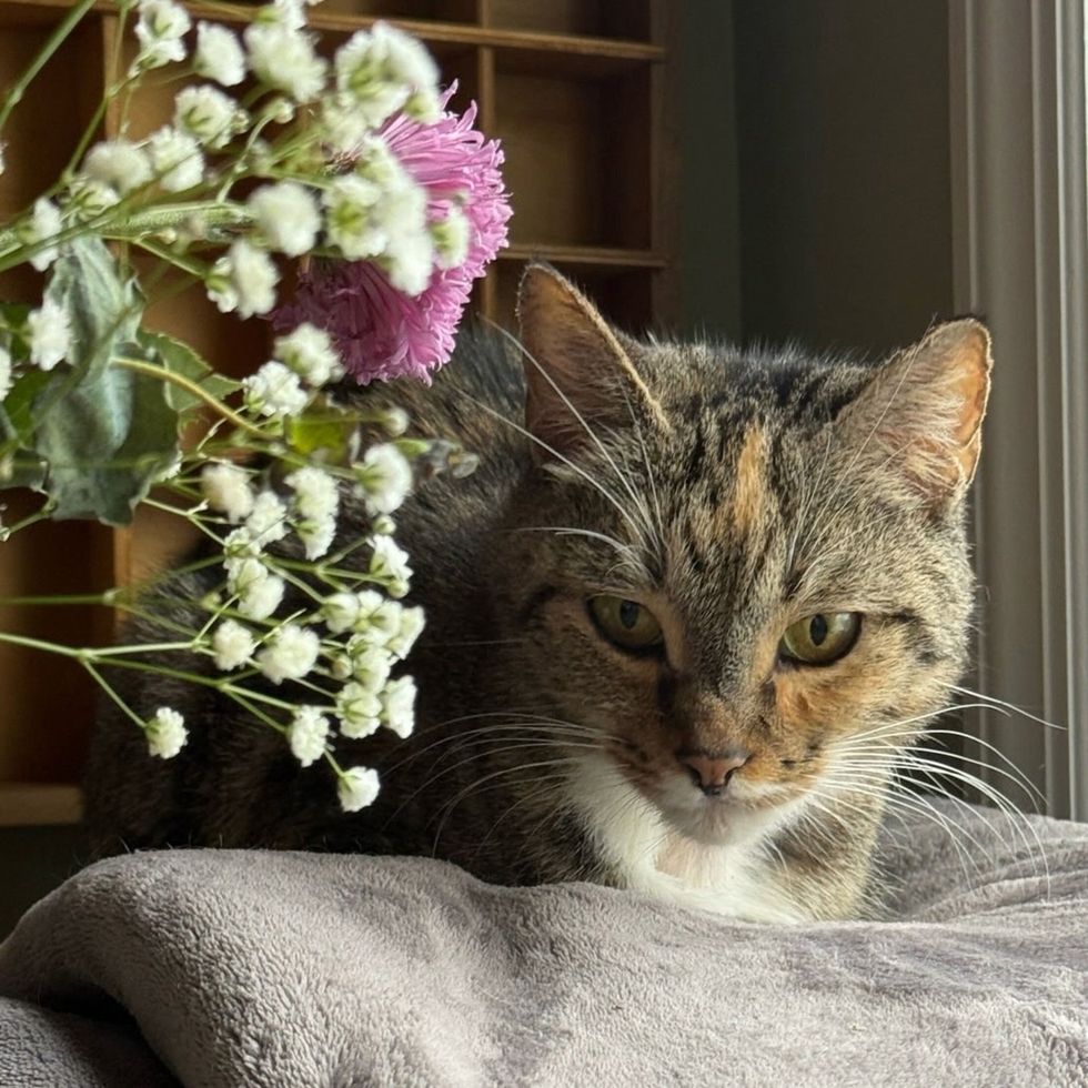 beautiful cat with flowers