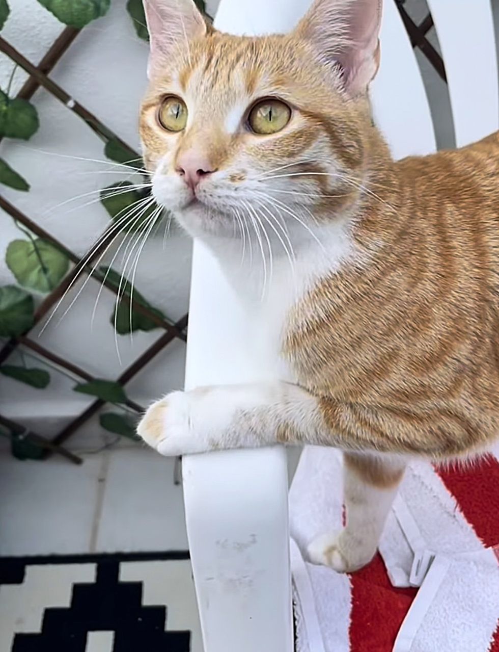 beautiful ginger cat