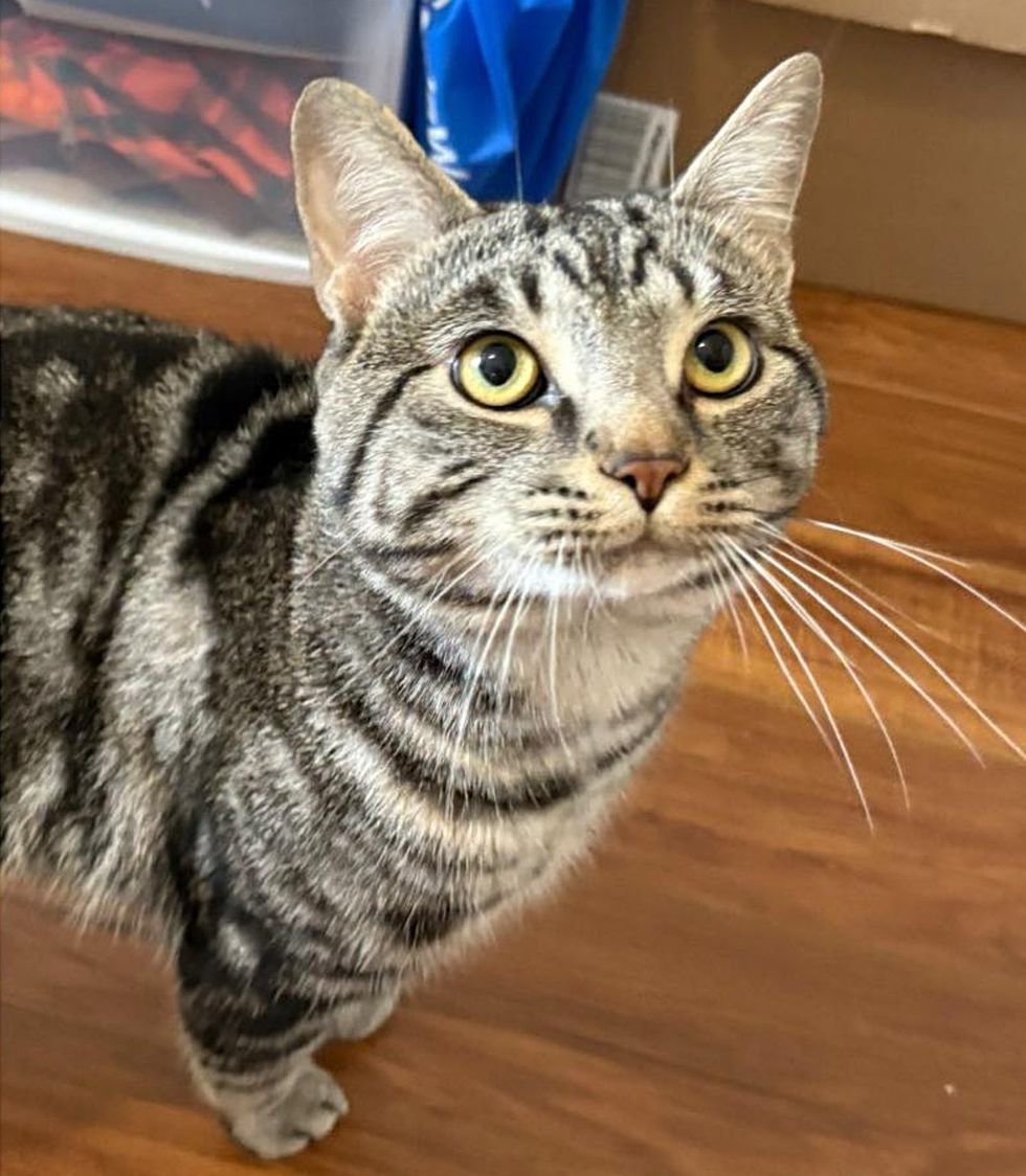 beautiful tabby cat