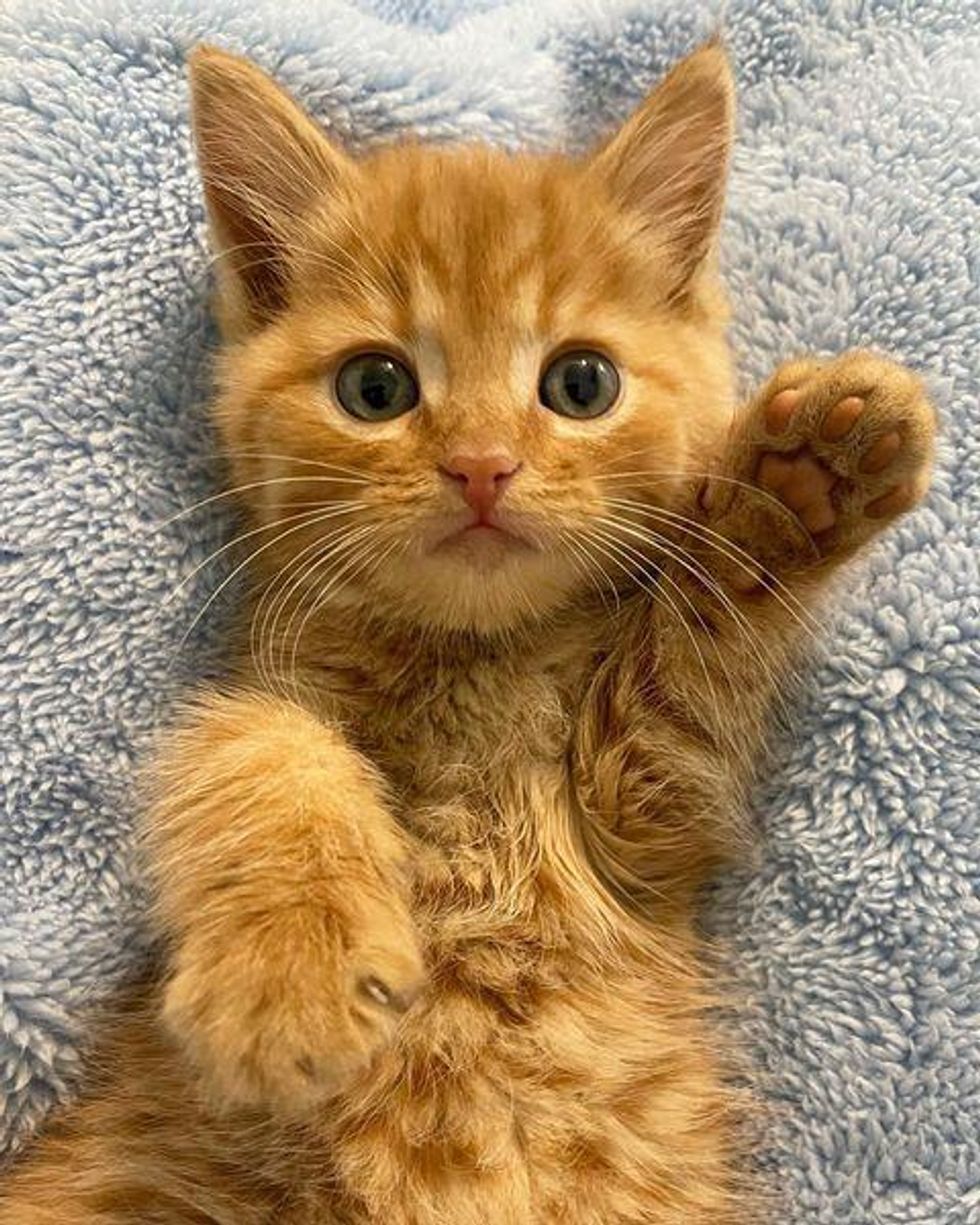 beckoning tabby kitten