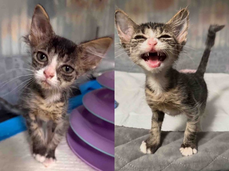 bedhead kitten big ears voice