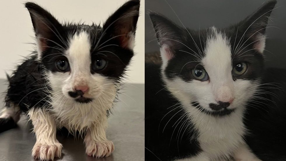 Before and after of a black and white kitten looking towards the camera.