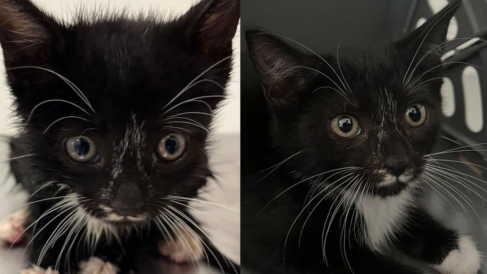 Before and after of a black and white kitten with a tiny black chin marking looks at the camera.