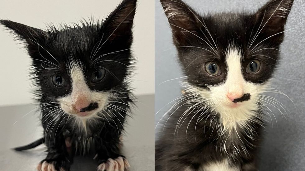 Before and after of a close-up of a black kitten with white markings and bright eyes.