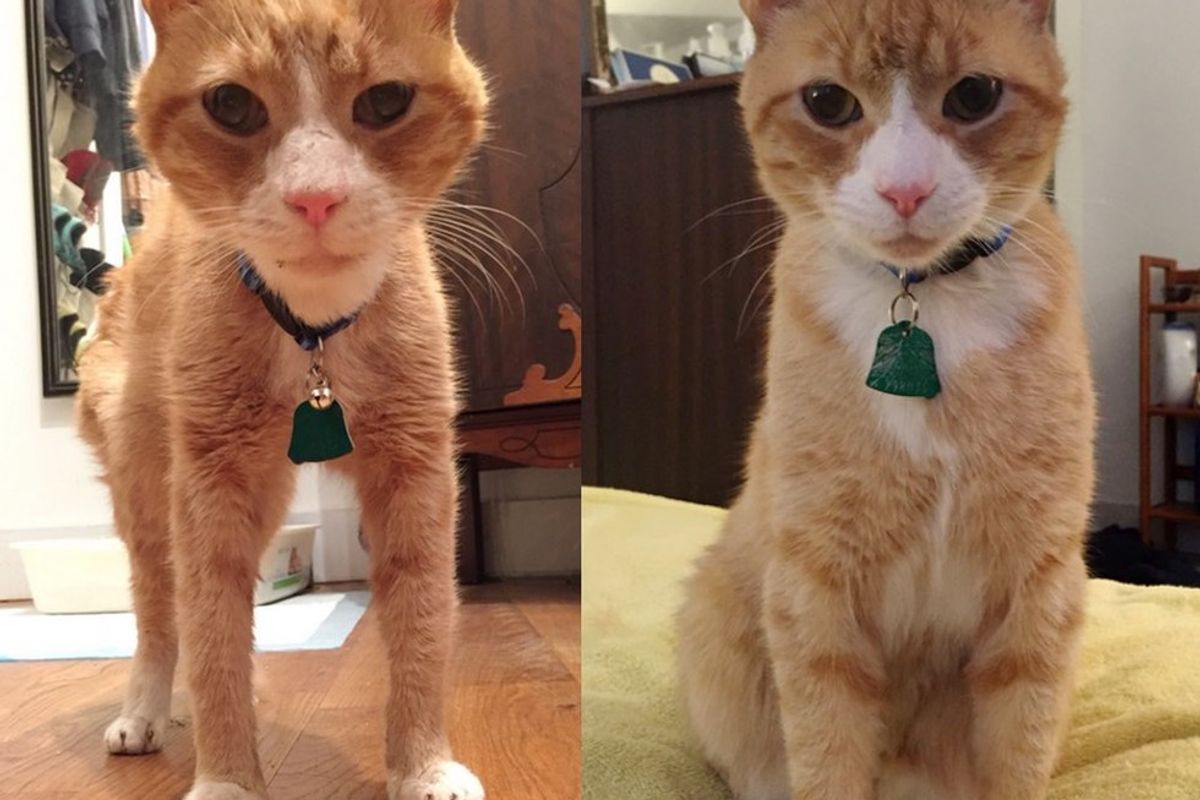 before and after rescue ginger cat
