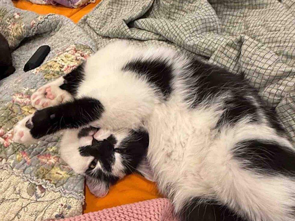 bendy kitten nap time