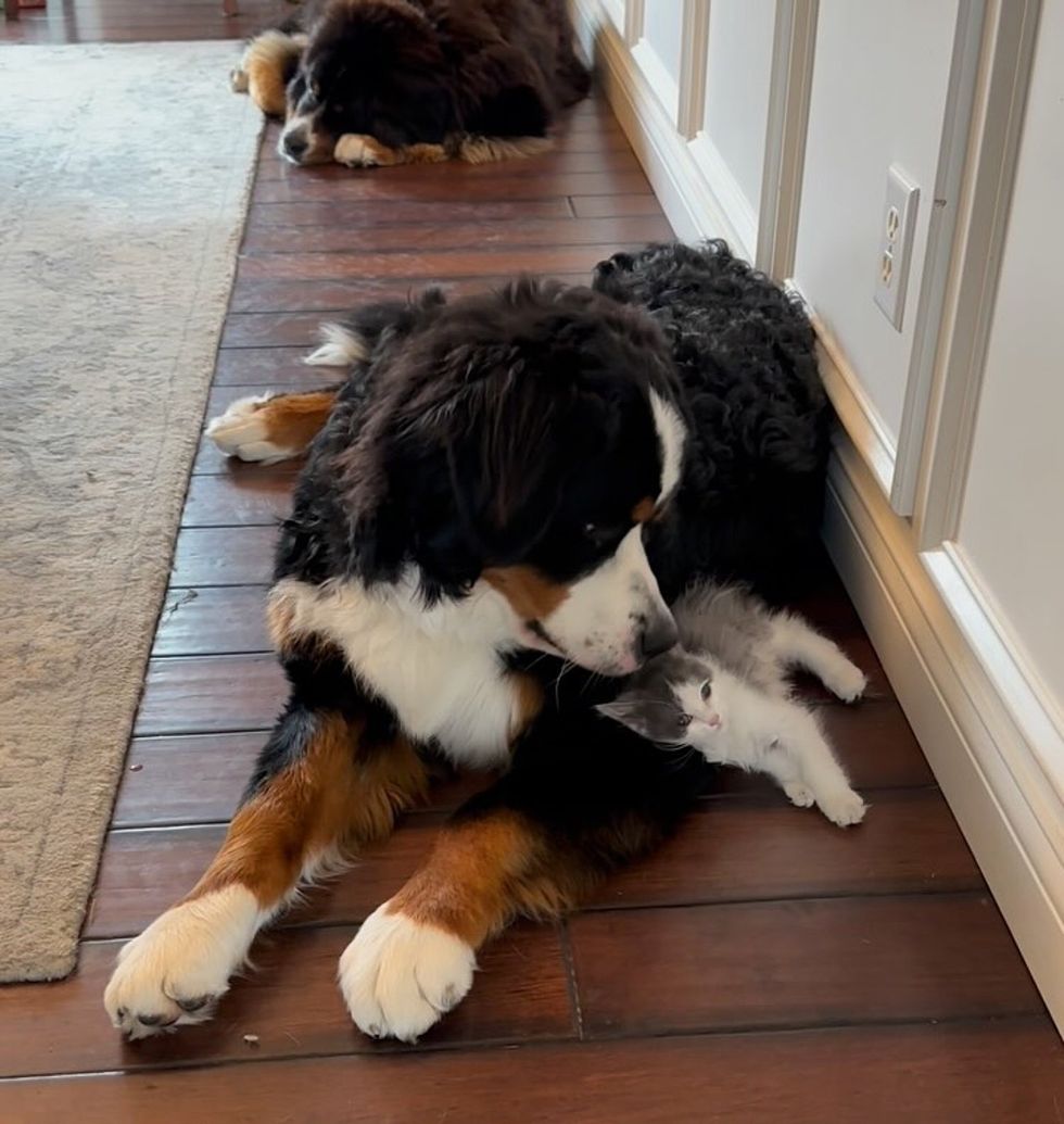 bernese mountain dog kitten
