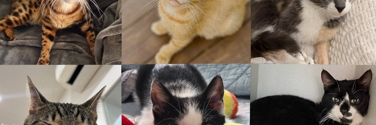 Seven Rescues That Held August, Starting With a Kitten Buried Under Rocks Inside a Drain Pipe