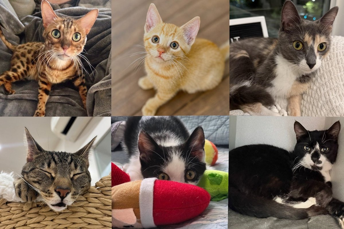 Best Cat Rescue Stories of August 2026