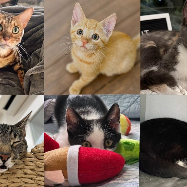 Best Cat Rescue Stories of August 2026