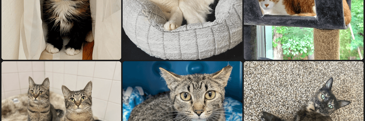 Best Cat Rescue Stories of July 2026