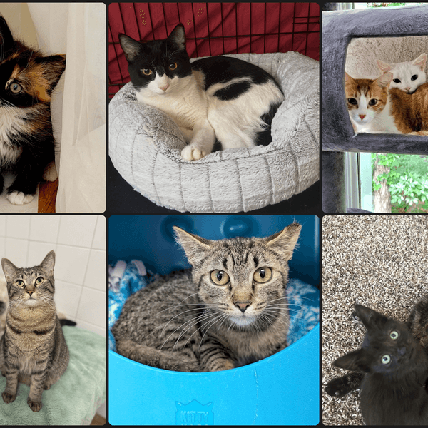 Best Cat Rescue Stories of July 2026
