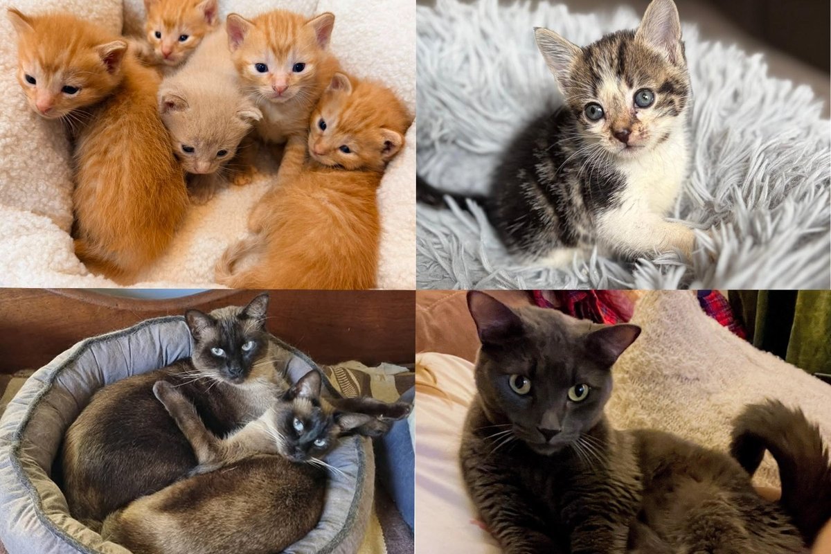 September's Five Most Read Rescues, Starting With a Mama Cat Who Hid Seven Kittens Under a Fallen Tree