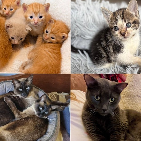September's Five Most Read Rescues, Starting With a Mama Cat Who Hid Seven Kittens Under a Fallen Tree