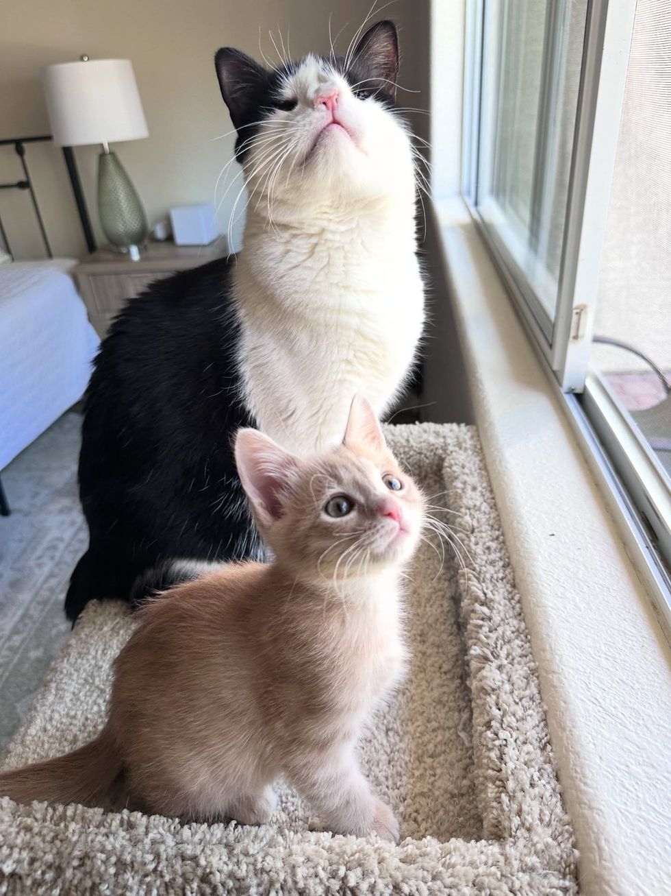 best friend cat kitten watching out window