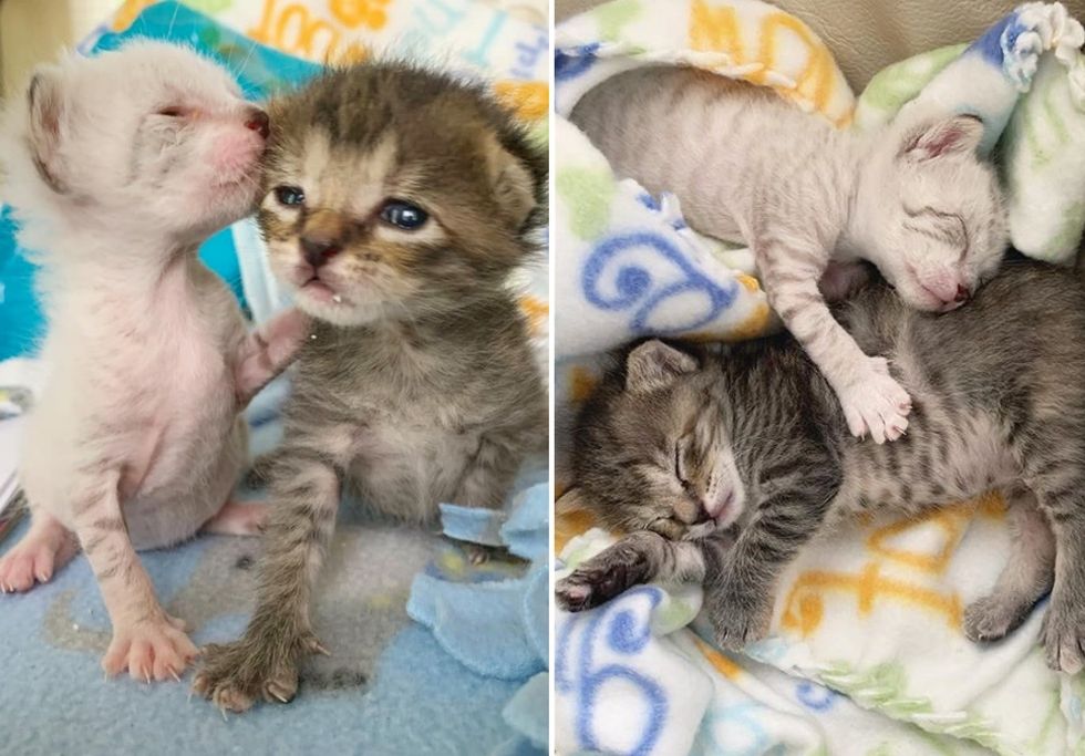 best friends, bond, kittens