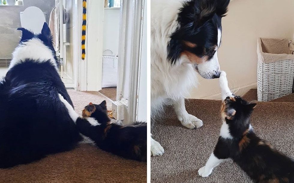 best friends, calico kitten, dog