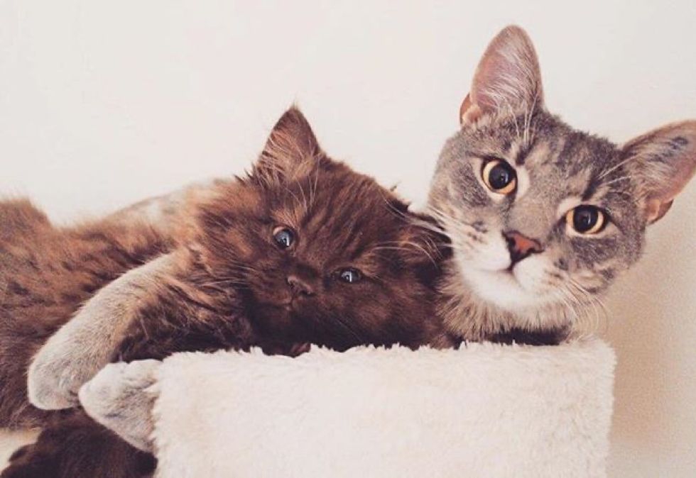 best friends, cat, kitten