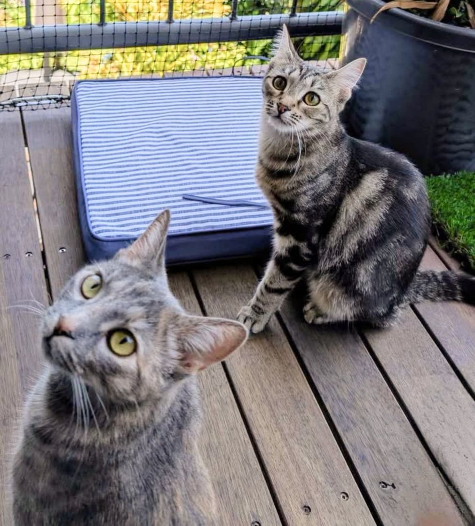 best friends cats balcony