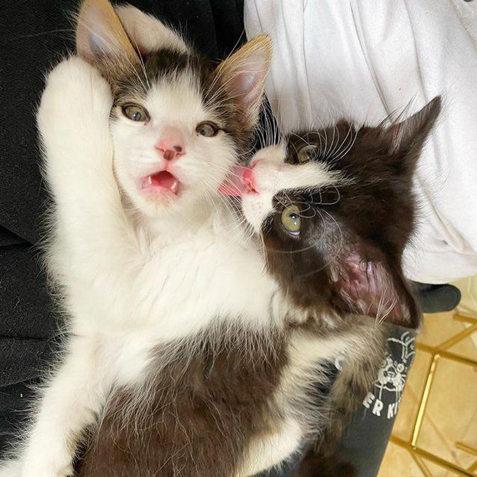 best friends cuddly kittens