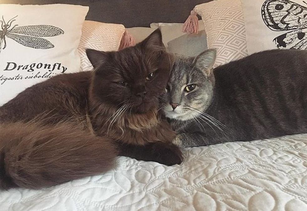 best friends, cute cats