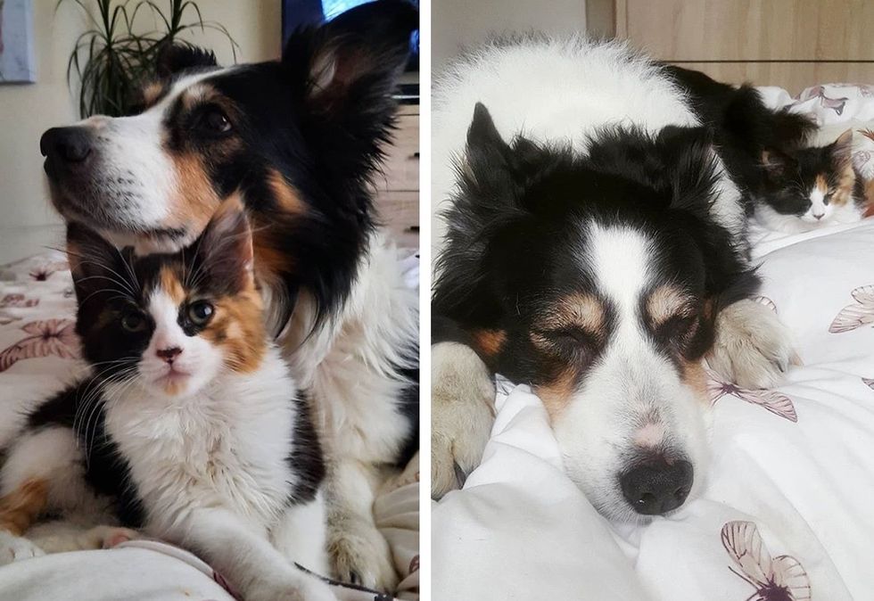 best friends, dog, cat, cute kitten