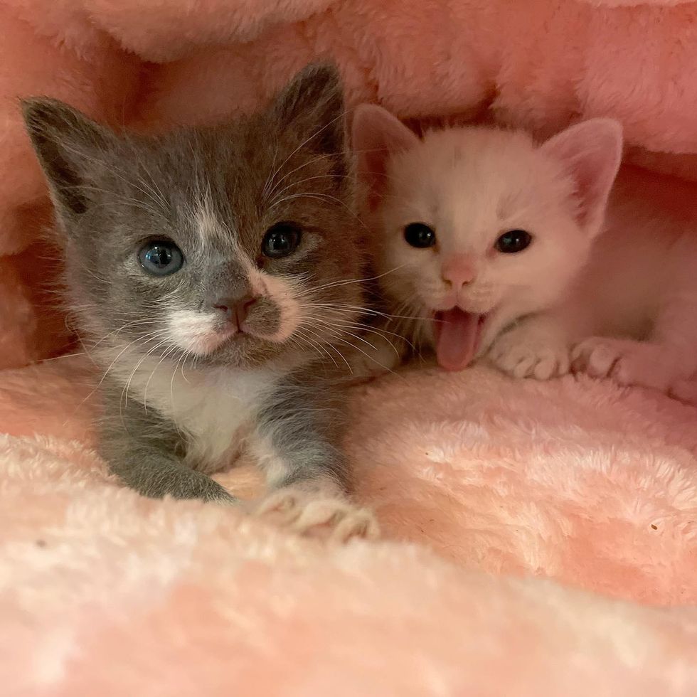 best friends, kittens, brothers, cute, lenny, carl