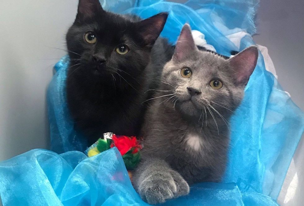 best friends, kittens, polydactyl