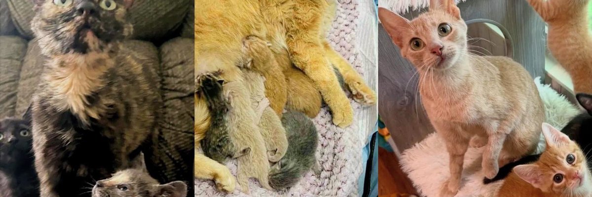 LoveMeow's Best Mama Cat and Kitten Stories