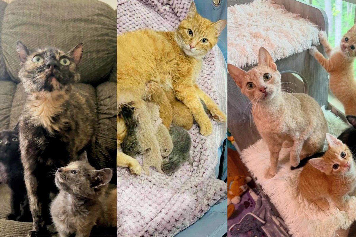 LoveMeow's Best Mama Cat and Kitten Stories