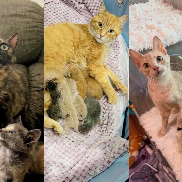 LoveMeow's Best Mama Cat and Kitten Stories