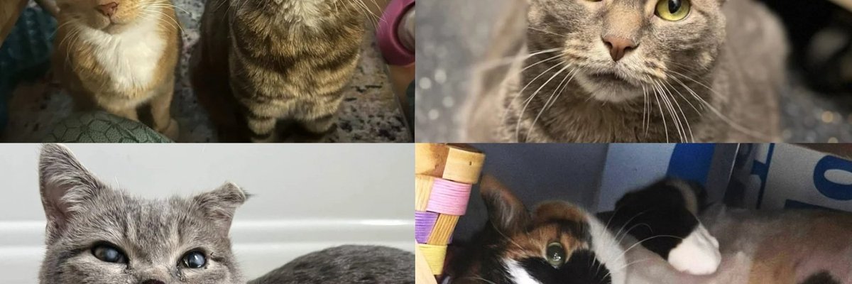 Ten Senior Cats Who Waited Years for Someone to Look Past Their Age, and the People Who Finally Did