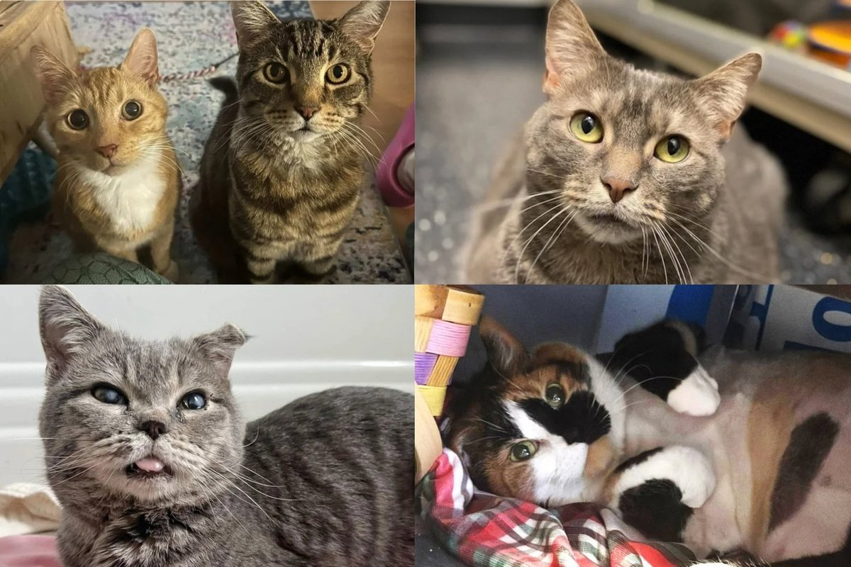 LoveMeow's Best Senior Cat Stories