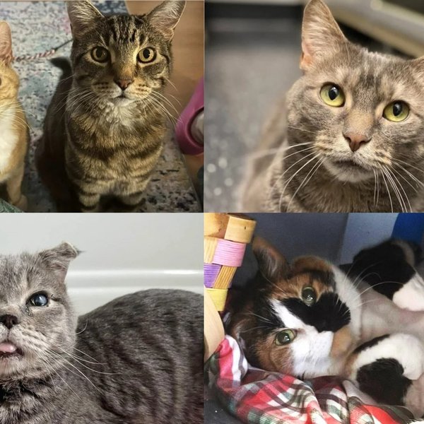 LoveMeow's Best Senior Cat Stories