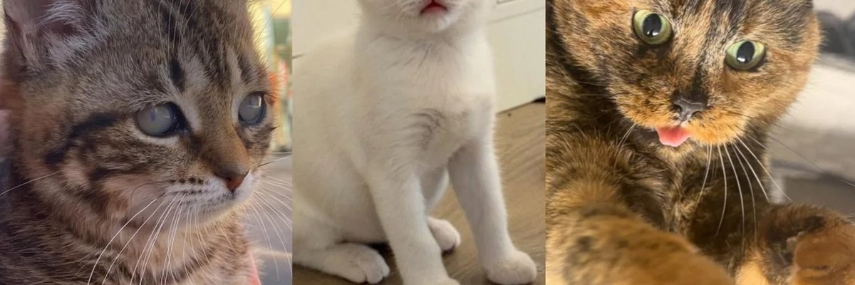Best Special Needs Cat Stories