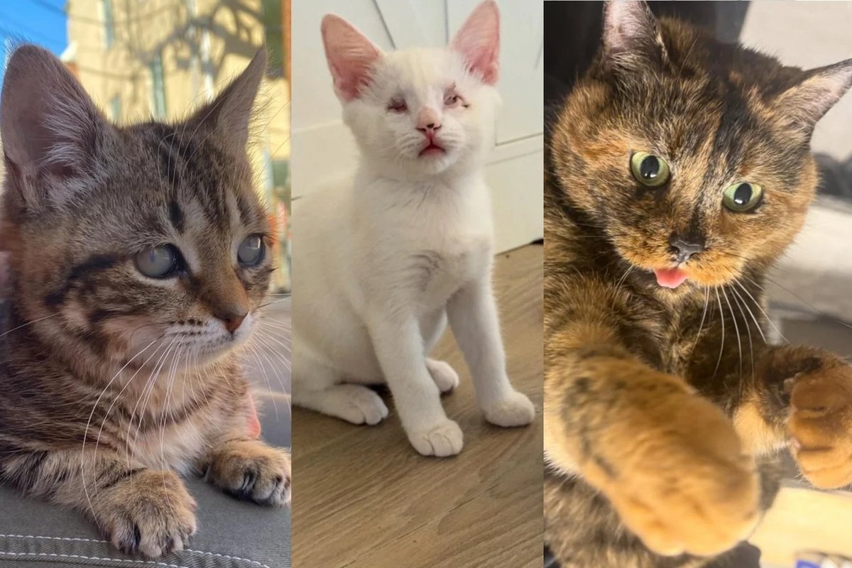 LoveMeow's Best Special Needs Cat Stories