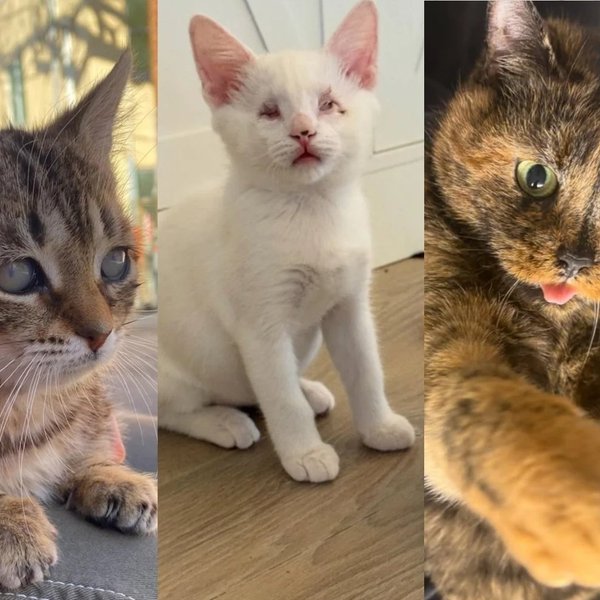 LoveMeow's Best Special Needs Cat Stories