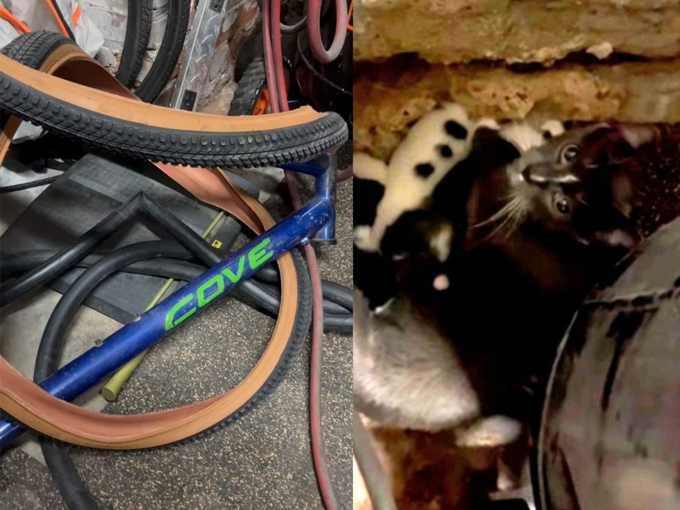bicycle storage where cat family hiding left; mama cat and her kittens right