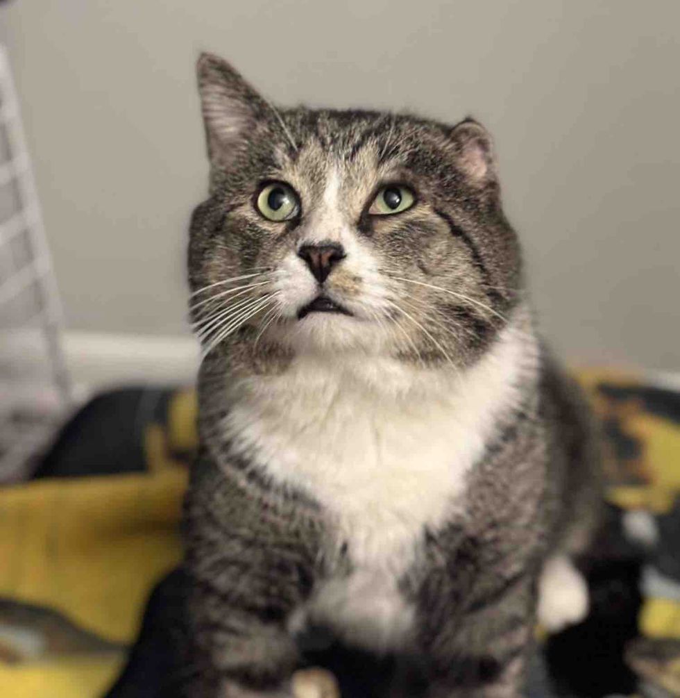 big cheeked cat indoors