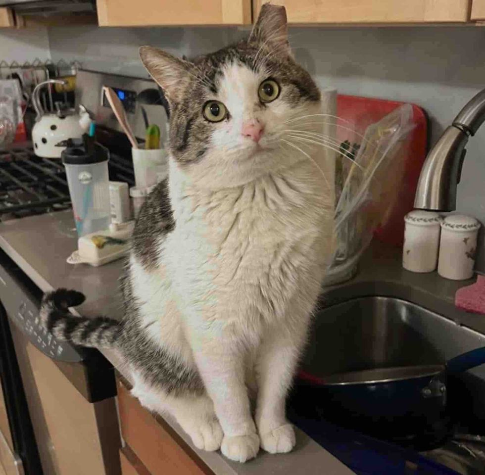 big cheeked cat kitchen helper