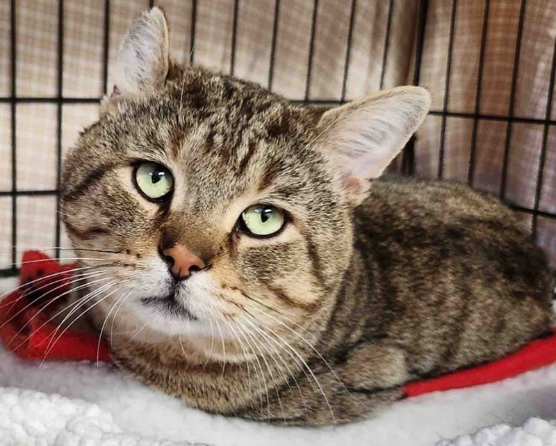 big cheeked cat sad eyes