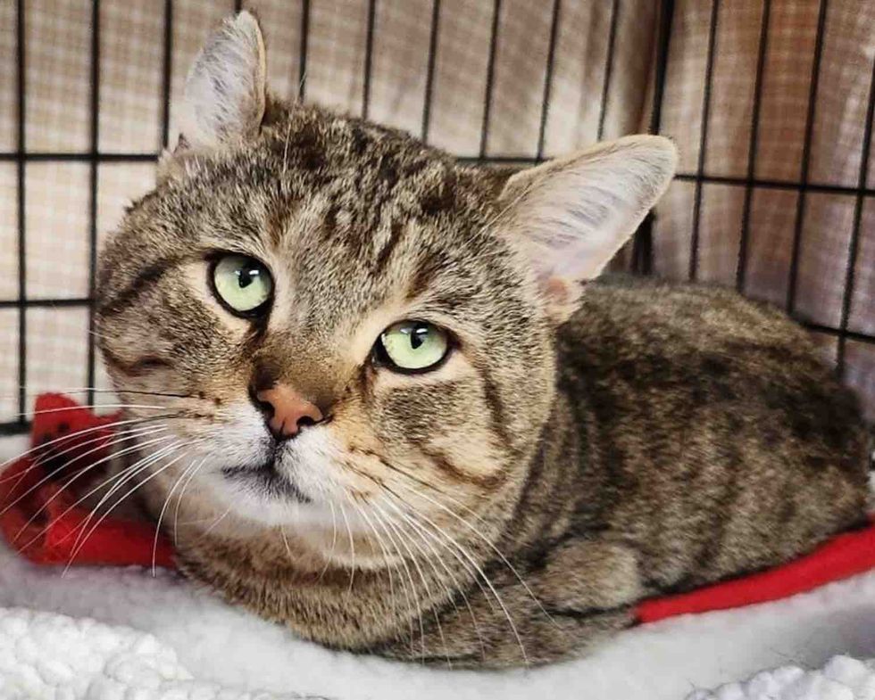 big cheeked cat sad eyes