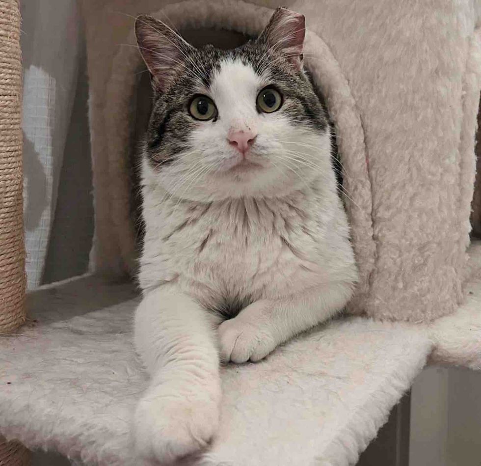 big cheeked cat tree