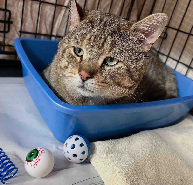 big cheeked tabby cat