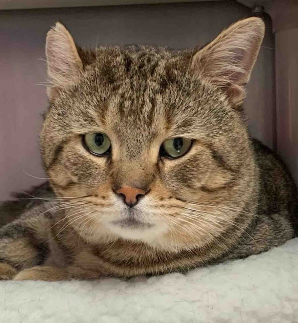 big cheeked tabby cat