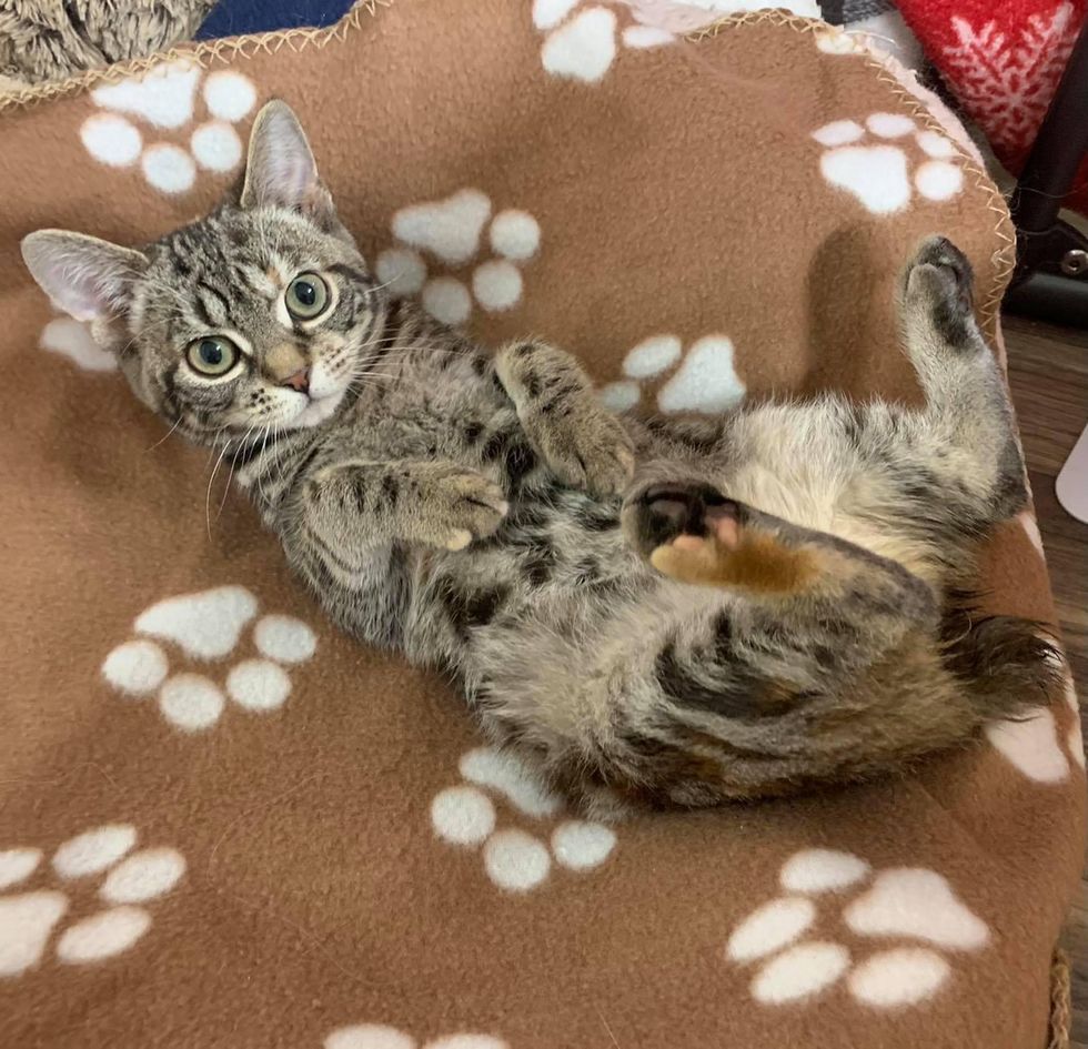 big eyes, torbie cat, huxley, manx kitten